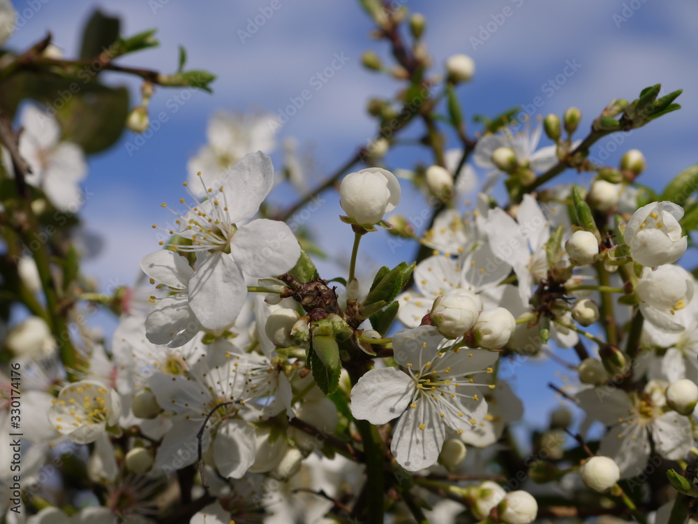 Obraz premium Blütentraum