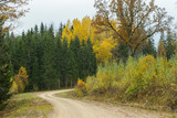 A curving autumn road. Autumn landscape with fallen dry yelow leaves.