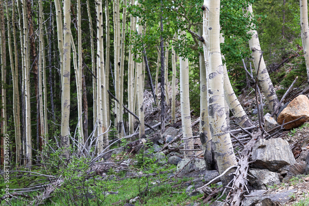 Obraz premium A aspen tree in a forest. High quality photo