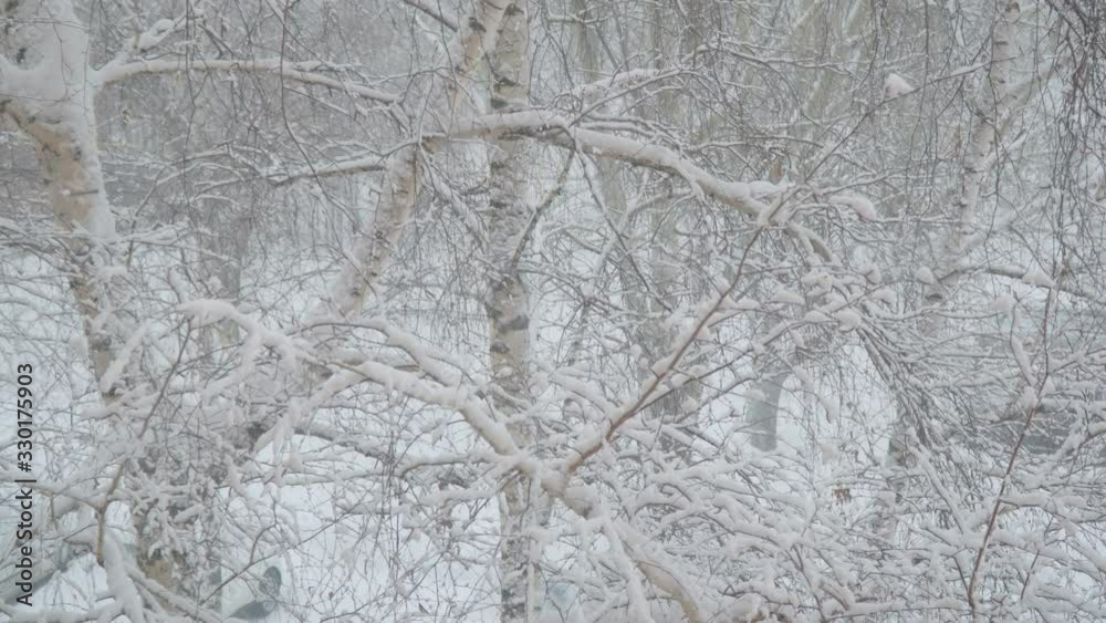 Snow falls on the branches of birch covered with snow. Camera paning up Snow falls on the branches of birch covered with snow. Camera paning up