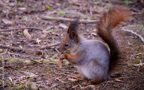Beautiful wild squirrel in early spring forest.