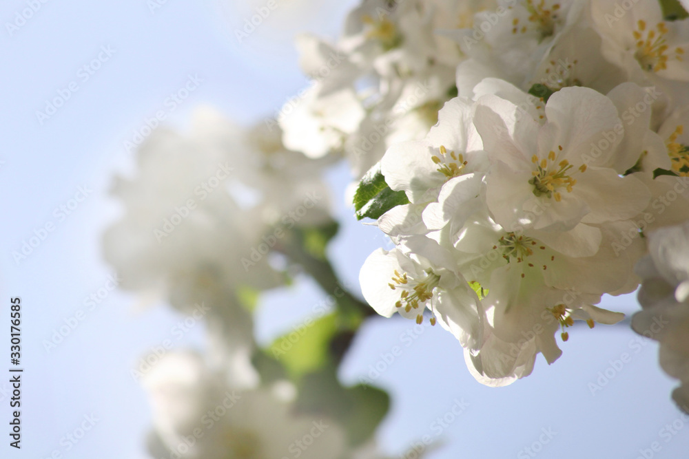 blossoming apple tree close-up on a sunny day on a blurry sky background