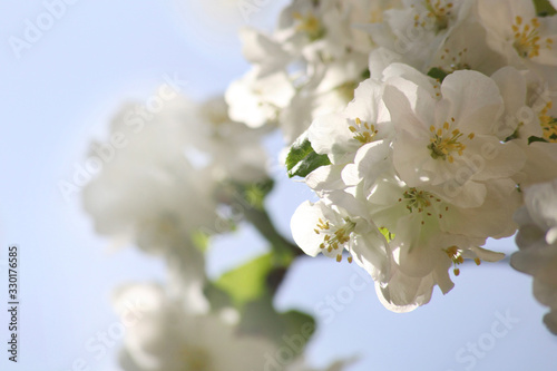 blossoming apple tree close-up on a sunny day on a blurry sky background © наталья саксонова