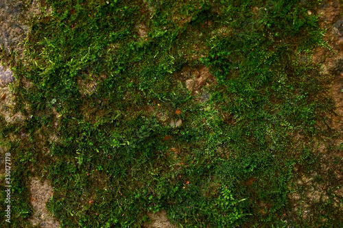 Green moss texture background on wood