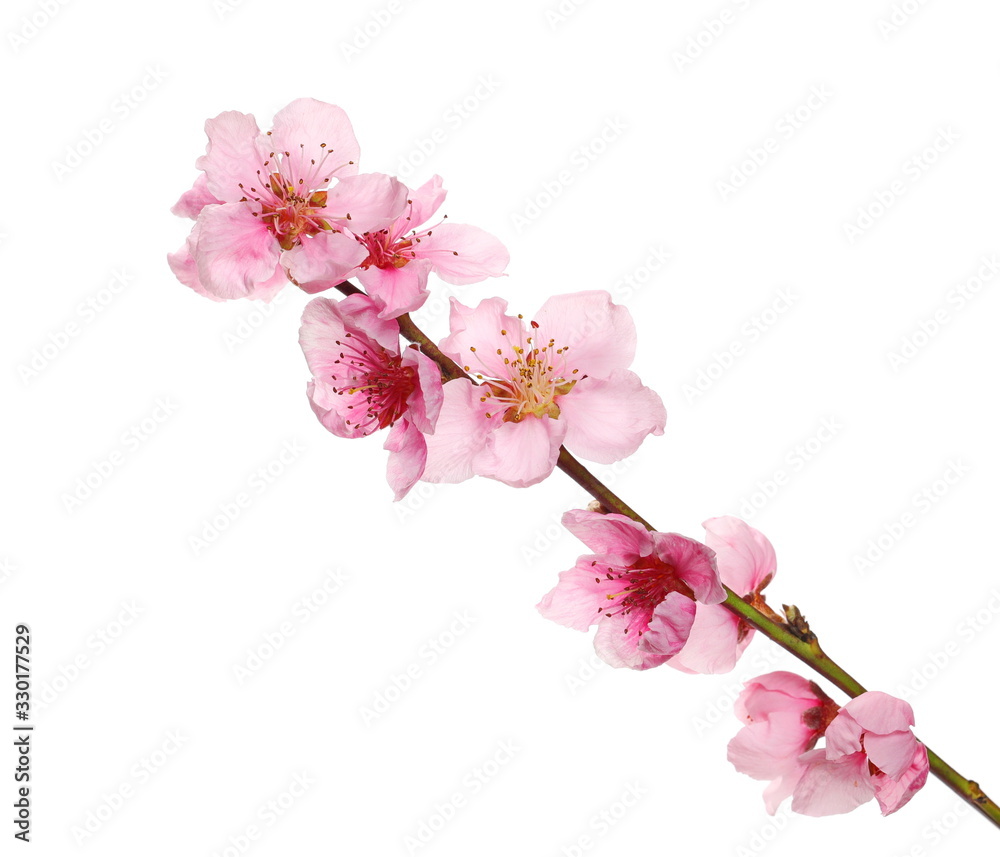 Naklejka premium Spring flowers isolated on white, with clipping path