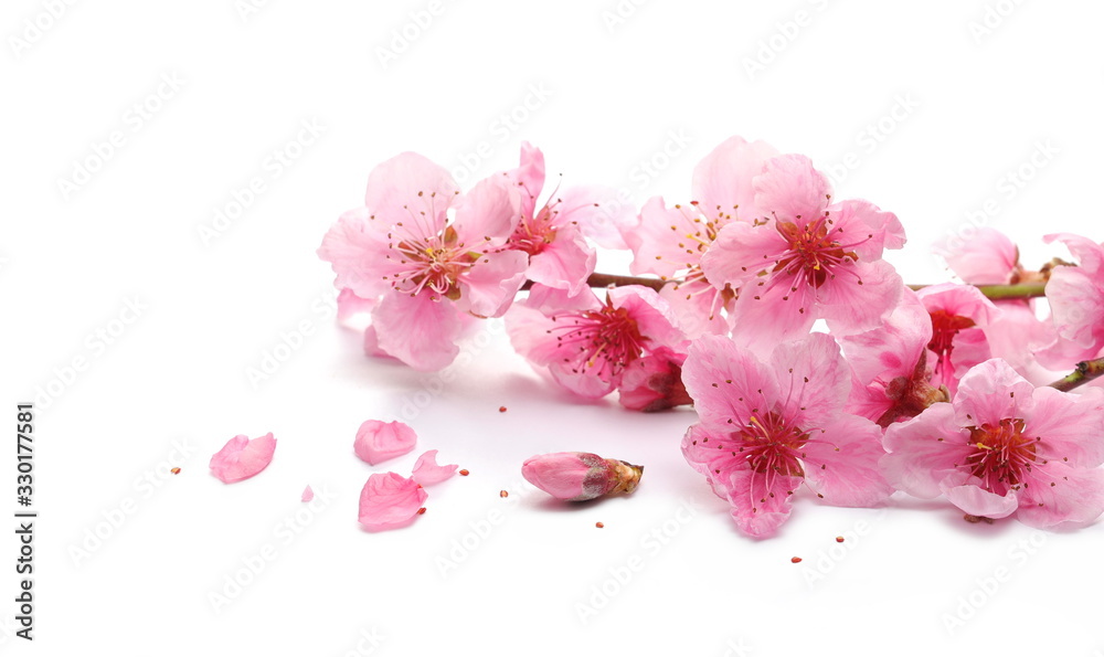 Spring flowers isolated on white, with clipping path Spring flowers isolated on white, with clipping path