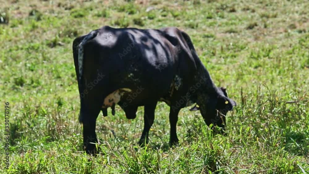 closeup single black domestic cow eat tall fresh grass at summer green field closeup single black domestic cow eat tall fresh grass at summer green field