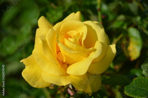 Close up on one delicate fresh vivid yellow roses and green leaves in a garden in a sunny summer day  beautiful outdoor floral background photographed with soft focus