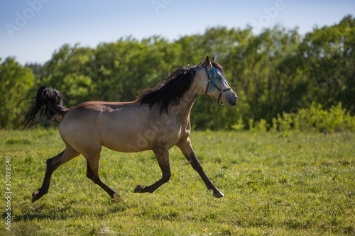 Young stallion gallops in the meadows