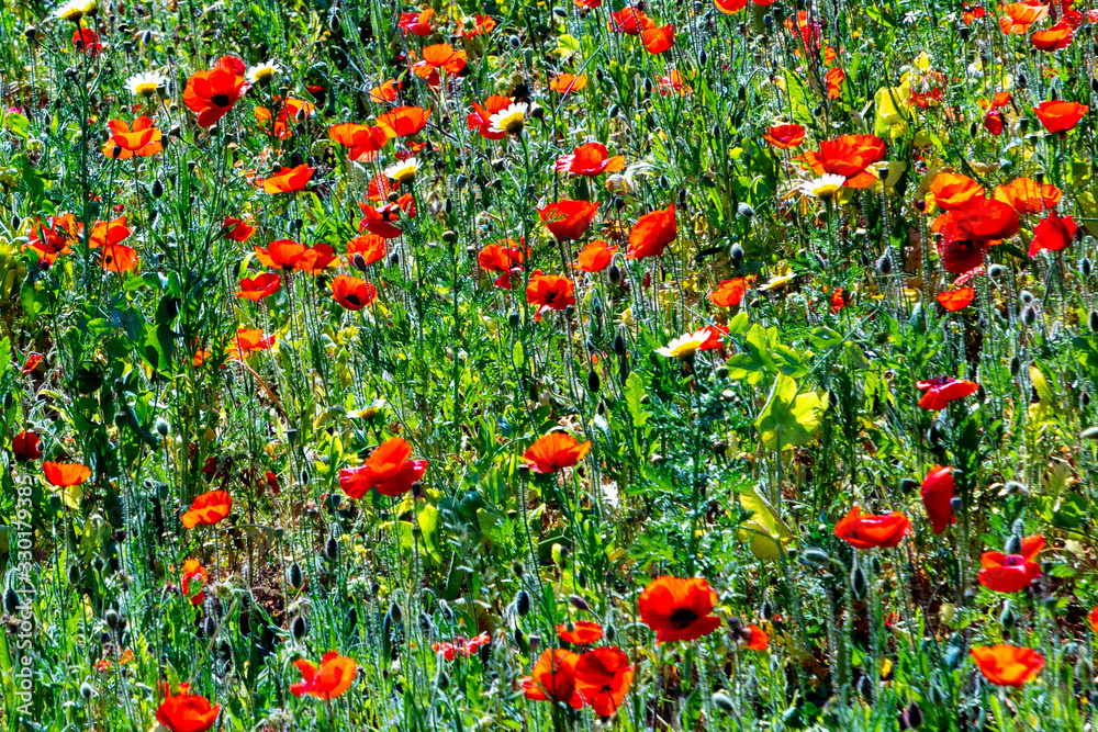 poppy flowers in red at the meadown in bright light