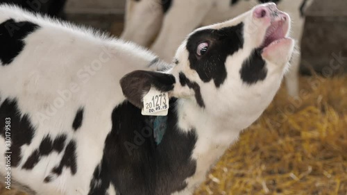 Calf looking at camera and Moo, video with sound photo