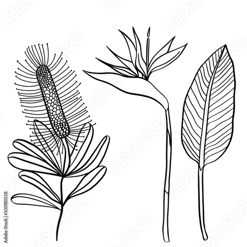 Vector tropical plant Bird of Paradise flower or Strelitzia Reginae isolated on white background. Concept for spa and beauty salon, natural cosmetics and aesthetic cosmetology.