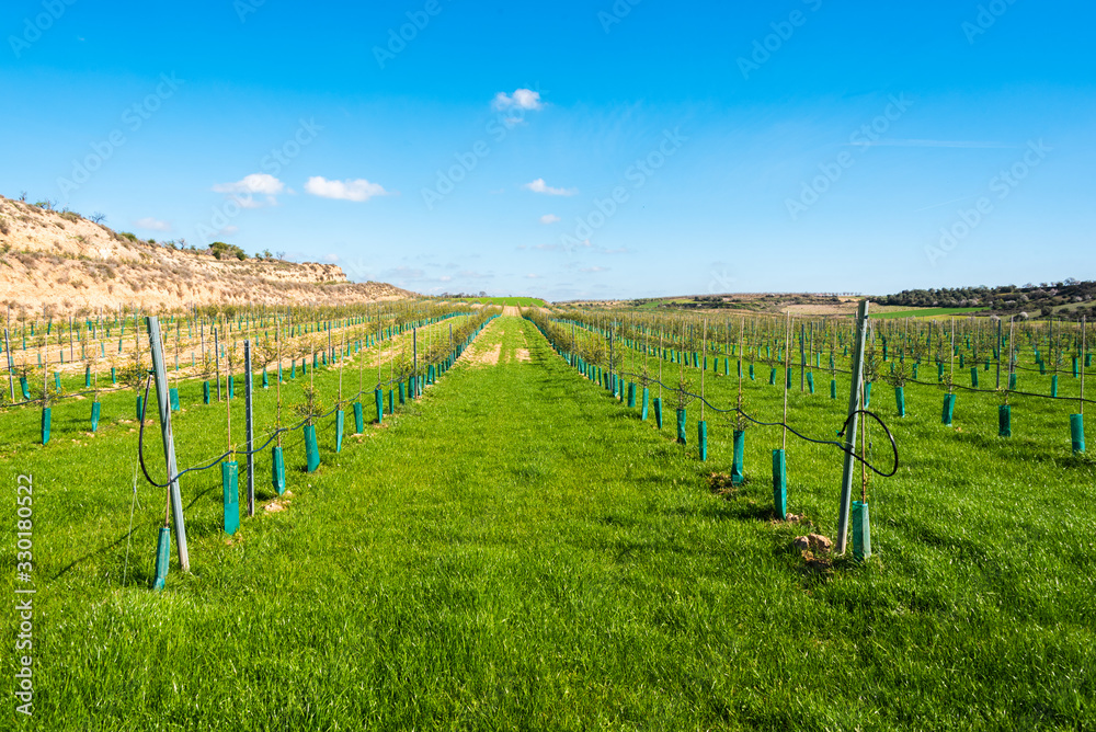 Fototapeta premium February 19, 2020 - Belianes-Preixana, Spain. A young olive plantation.