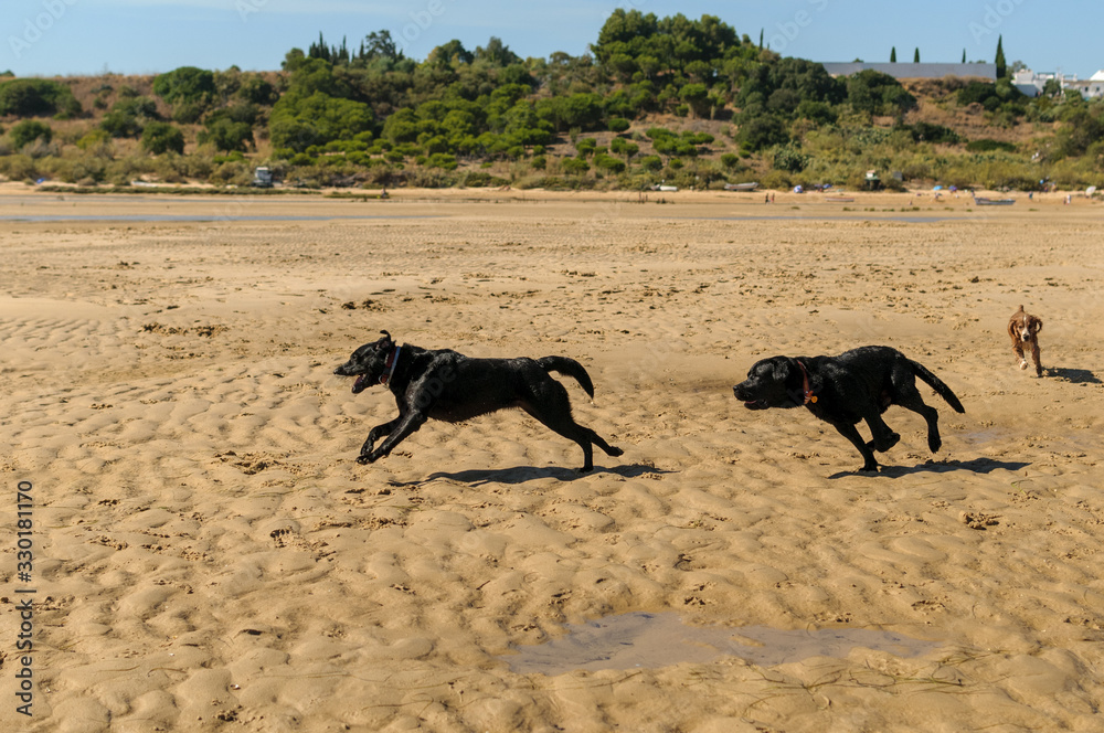 Perro labrador negro jugando en la playa Perro labrador negro jugando en la playa