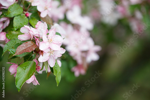 Beautiful blossoming apple tree branches in the park. Pink apple flowers on a flowering tree. Spring concept. Allergy season. Selective focus