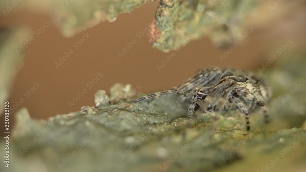 Close-up of an orb weaver spider standing on a piece of wood and moving its legs Close-up of an orb weaver spider standing on a piece of wood and moving its legs
