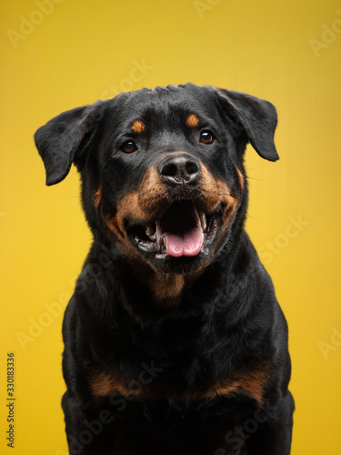 The dog is a funny face. rottweiler smiles. Happy pet in studio on a yellow background