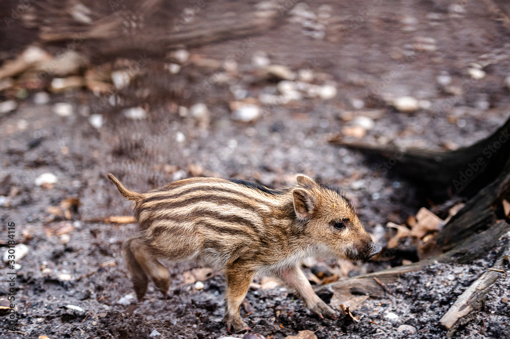Wild boar (sus scrofa ferus) piglet in forest. Wild boar (sus scrofa ferus) piglet in forest.
