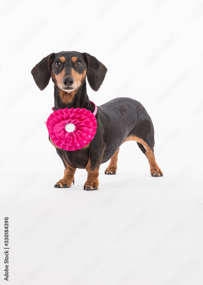 Small black and tan dachshund isolated on white in the studio with props