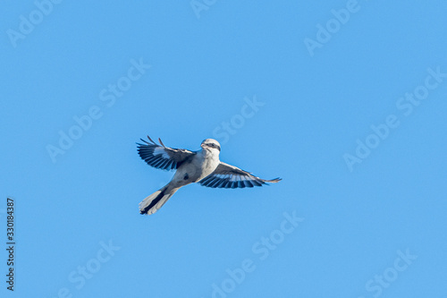 Raubwürger im Flug