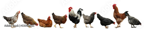 Collage with chickens and roosters on white background. Banner design