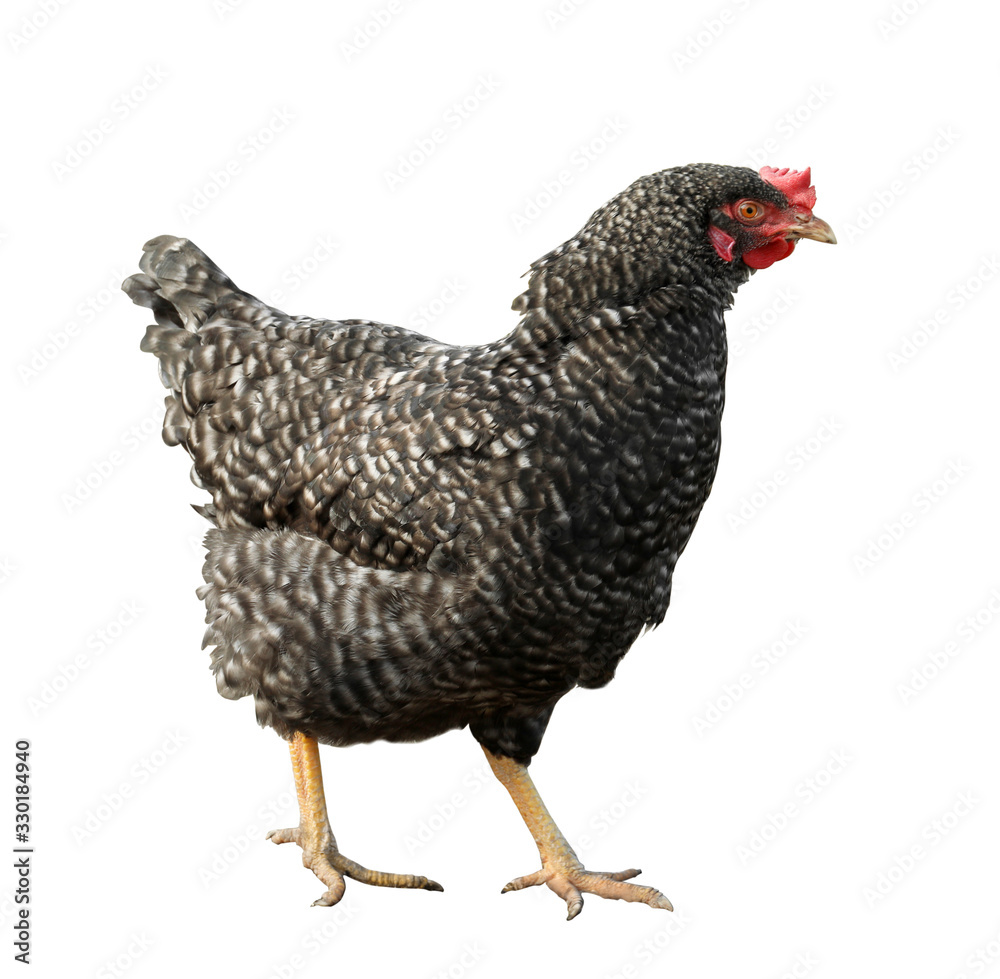 Fototapeta premium Beautiful chicken on white background. Domestic animal
