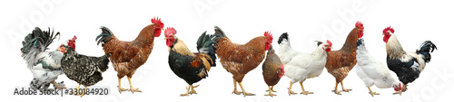 Konstfotografi Collage with chickens and roosters on white background