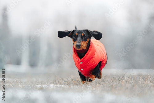 funny dachshund dog running outdoors in a red jacket © ksuksa