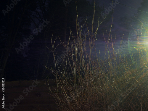 Mystical light illuminates the bushes, mysterious night.