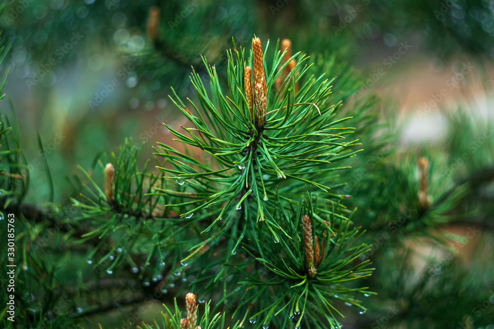 Sprig of pine after rain, conifer, spruce with raindrop. Branch of evergreen coniferous, fir texture close-up, background. Sprig of pine after rain, conifer, spruce with raindrop. Branch of evergreen coniferous, fir texture close-up, background.
