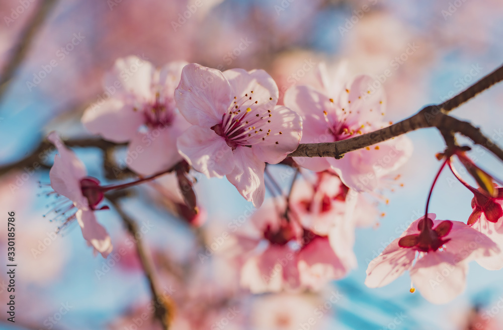 Spring flowering of peach , apricot and other fruit trees, Macro photos of flowers on a tree with natural light Spring flowering of peach , apricot and other fruit trees, Macro photos of flowers on a tree with natural light