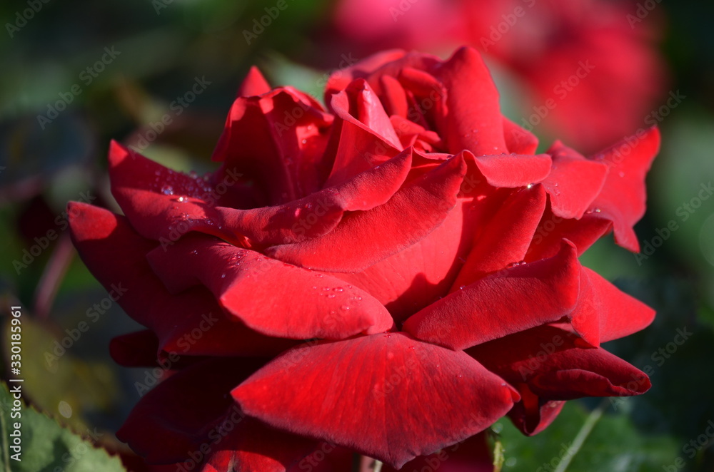 Close up of one fresh vivid red rose and green leaves in a garden in a sunny summer day, beautiful outdoor floral background photographed with soft focus Close up of one fresh vivid red rose and green leaves in a garden in a sunny summer day, beautiful outdoor floral background photographed with soft focus