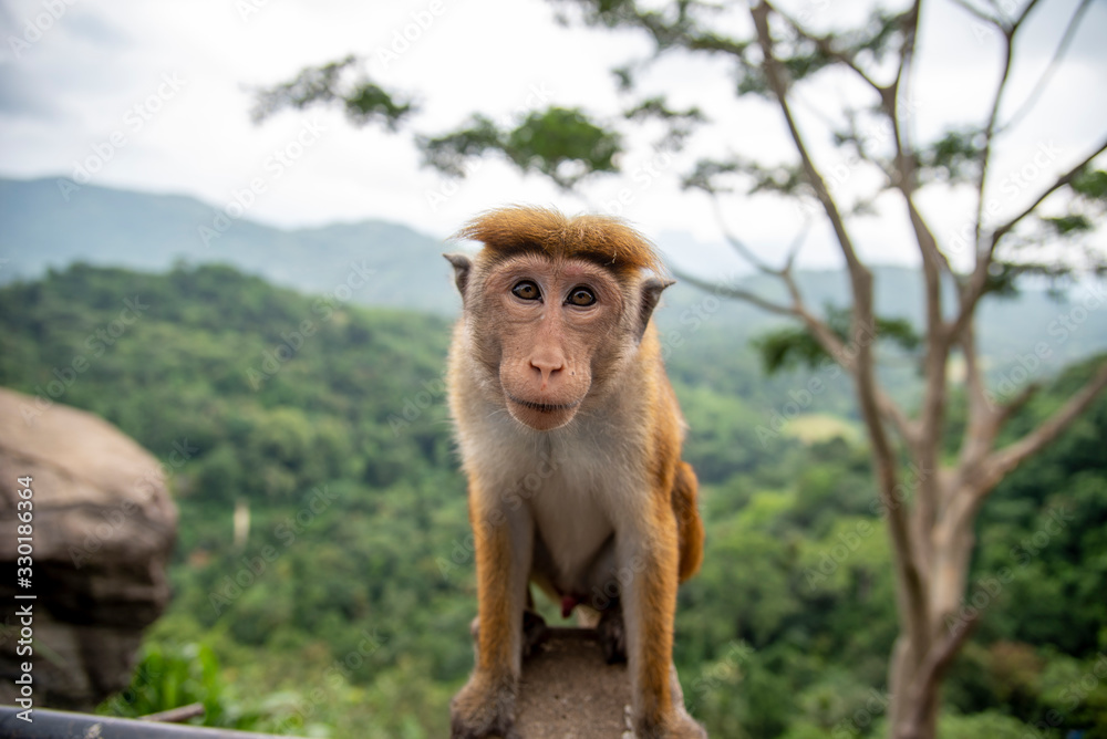 Naklejka premium Beautiful destination with culture and temples. Sri Lanka