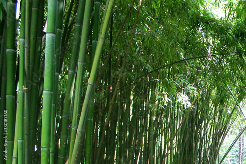 Fototapeta Naklejka Na Ścianę i Meble -  bamboo thicket for green plant background