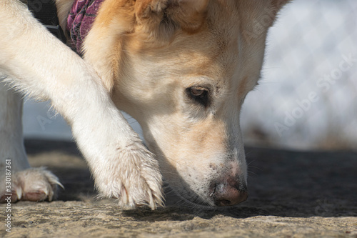 dog sniffing