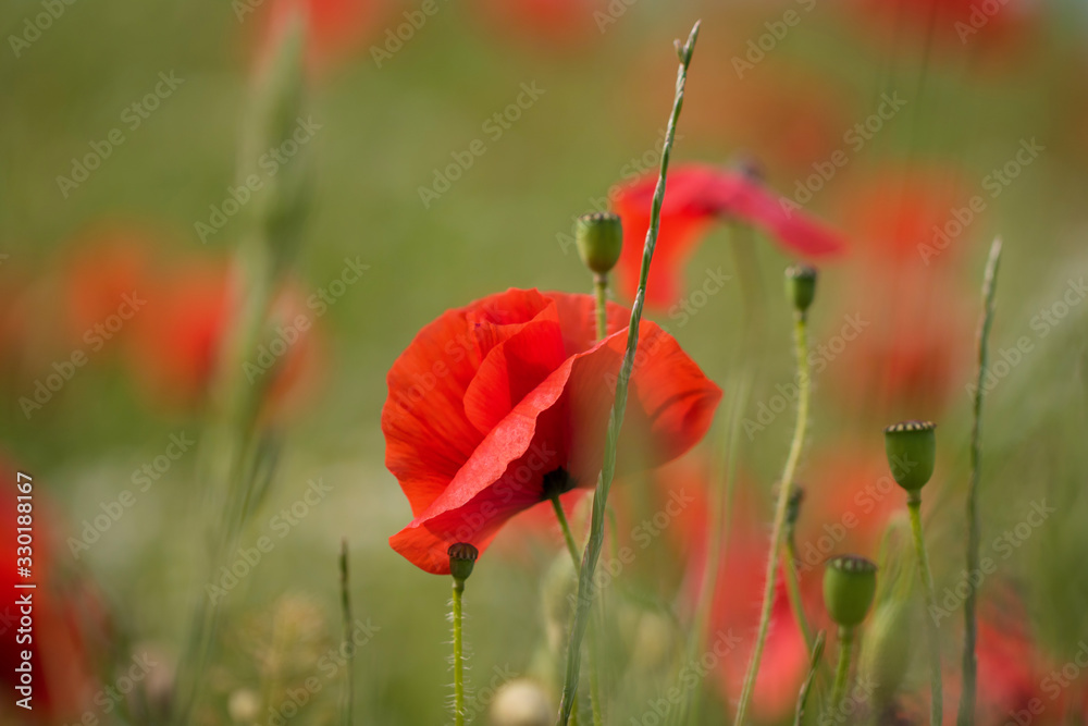 Obraz premium Klatschmohn