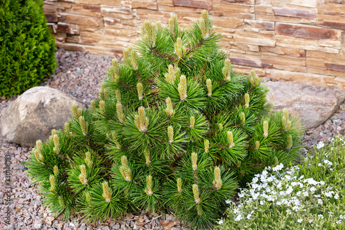 Small dwarf mountain pine with young buds in spring.Pinus mugo mughus for rock garden.Selective focus.Concept of beautiful compositions for landscaping of a gardens, park. photo
