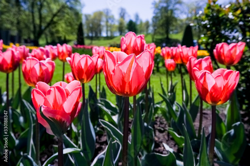 Red Tulip under a blue sunny sky. Spring sunny weather. Gardening in the spring. Fresh and bright Red tulips in park under sun lights.flowerbed and Colorful spring composition