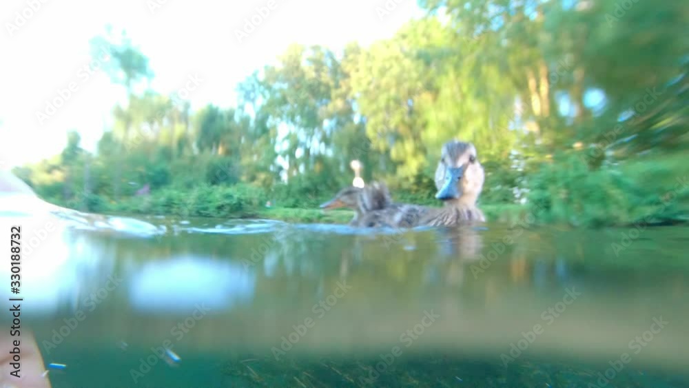 Man feeding wild duck mallard (Anas platyrhynchos) from hand Man feeding wild duck mallard (Anas platyrhynchos) from hand