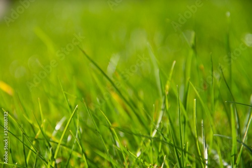 Grass meadow closeup