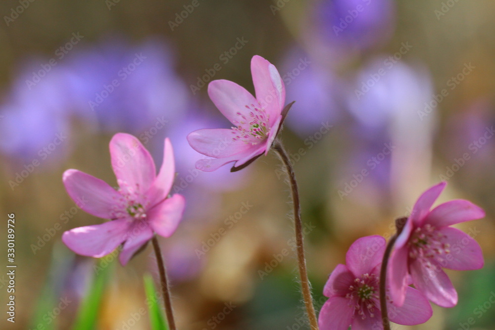Fototapeta premium leberblümchen