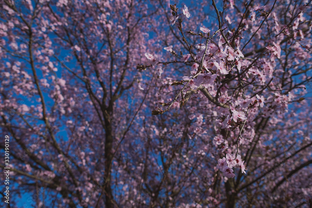 Spring flowering of peach , apricot and other fruit trees, Macro photos of flowers on a tree with natural light Spring flowering of peach , apricot and other fruit trees, Macro photos of flowers on a tree with natural light