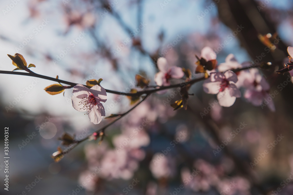 Spring flowering of peach , apricot and other fruit trees, Macro photos of flowers on a tree with natural light Spring flowering of peach , apricot and other fruit trees, Macro photos of flowers on a tree with natural light