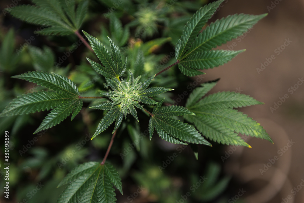 ripe hemp bud ready for harvest in dark light ripe hemp bud ready for harvest in dark light