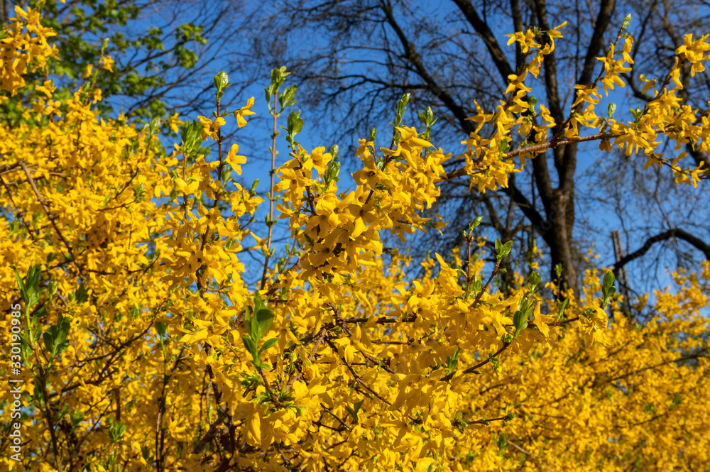 Forsythia flowers in front, trees and blue sky. Golden Bell, Border Forsythia (Forsythia x intermedia, europaea) blooming in spring garden bush. Forsythia flowers in front, trees and blue sky. Golden Bell, Border Forsythia (Forsythia x intermedia, europaea) blooming in spring garden bush.