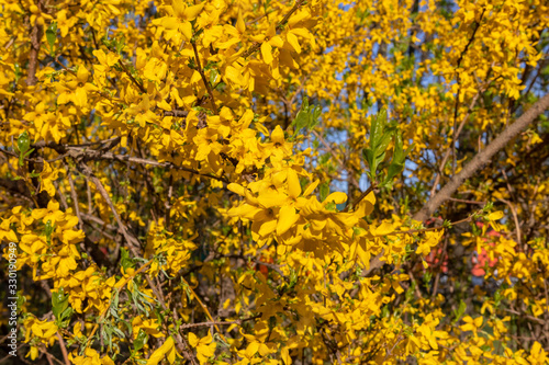 Yellows, bright forsythia flowers. Golden Bell, Border Forsythia (Forsythia x intermedia, europaea) blooming in spring garden bush.