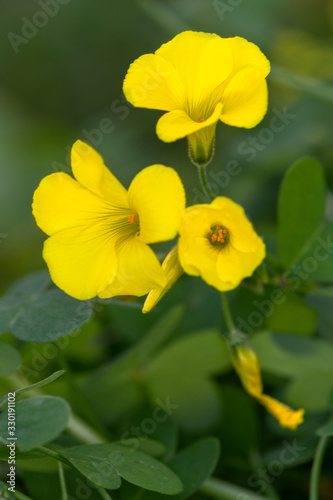 Macrophotographie de fleur sauvage - Oxalide des Bermudes  Oxalis pes-caprae 