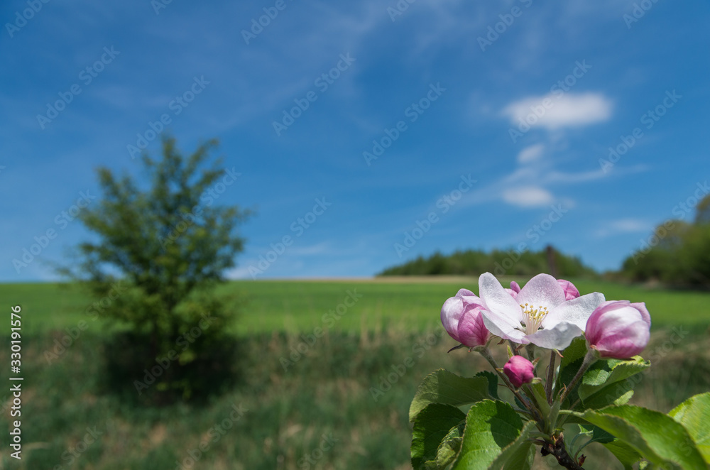 Obraz premium blooming apple tree in spring