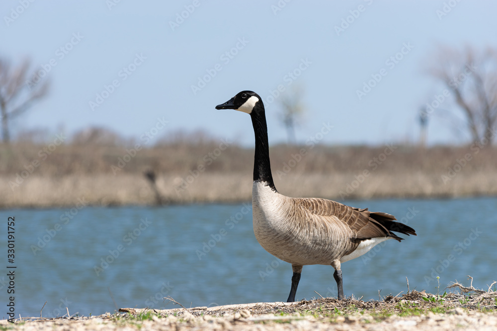 Elegant Canada Goose standing on lake shore Elegant Canada Goose standing on lake shore