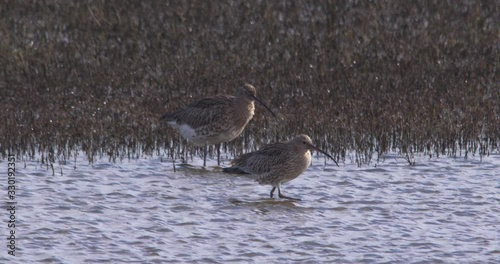 Wallpaper Mural Curlew wading wetland birds feeding shallow water slow motion Torontodigital.ca